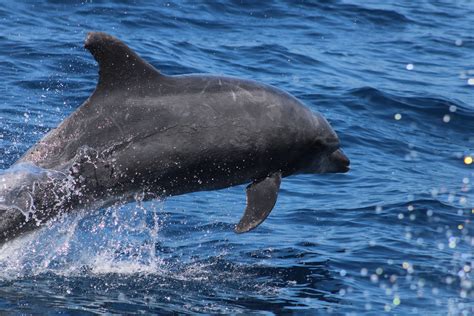 Santa Barbara Dolphin Tours: Expert Guide Inside