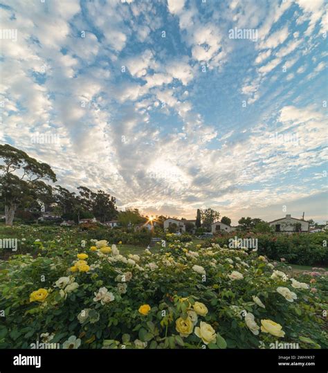 Santa Barbara Mission Rose Garden: Discover Historic Charm