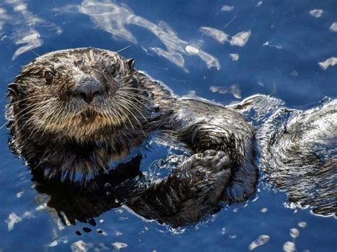 Sea Otter 2025: Threats And Survival Solutions