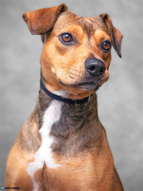 Shaded Sable Ays Coats And Colors Shaded Sable Ays Coats And Colors