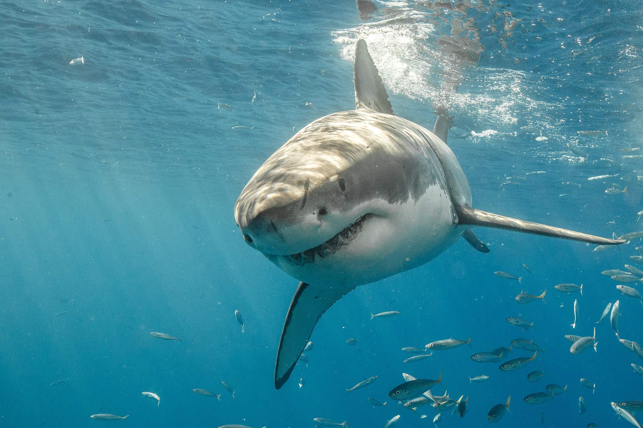 Shark Finder App: Locate Sharks Near You