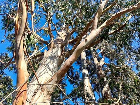 Shedding Eucalyptus Tree Photo Of The Day San Mateo Ca Patch Shedding Eucalyptus Tree Photo Of The Day San Mateo Ca Patch