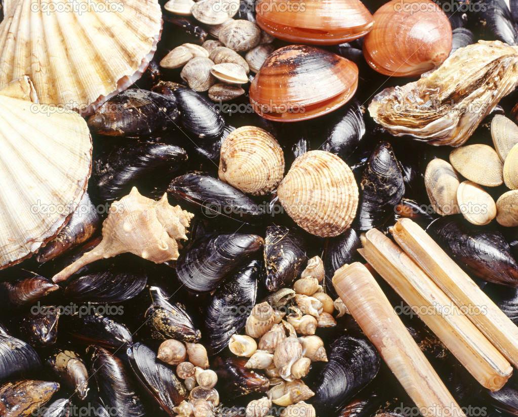 Shellfish Company Santa Barbara Ca: Fresh Seafood Delivered