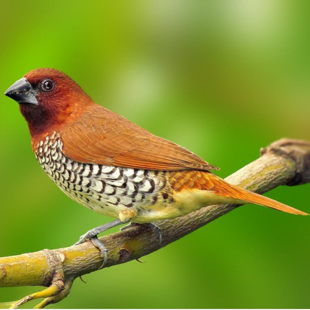 Spice Finch Bird
