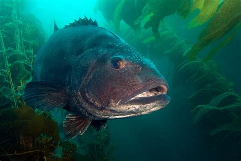Spotting Giant Sea Bass Using Ai And Photography To Save The King Of