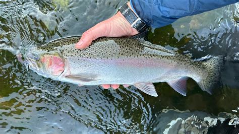 Steelhead Trout Near Me