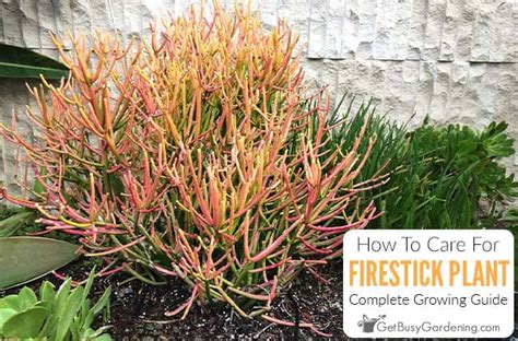 Sticks Of Fire Plant