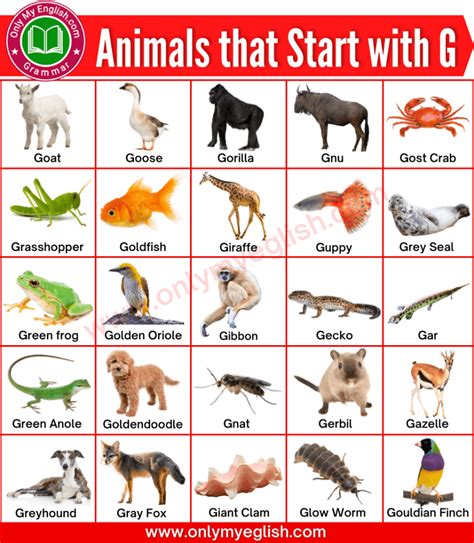 Teach Kids List Of Names Of Animals That Start With Letter G Teach Kids List Of Names Of Animals That Start With Letter G