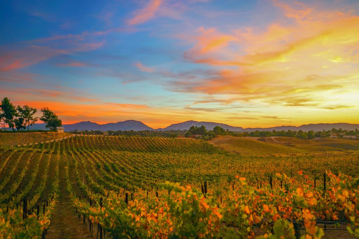 Temecula Wineries: Top Picks For Wine Tasting