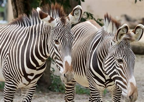 The 10 Best Zoos Aquariums In Illinois Updated 2025 The 10 Best Zoos Aquariums In Illinois Updated 2025