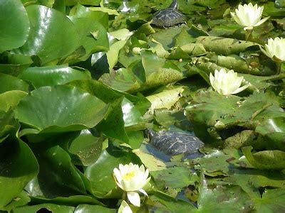 The Fern And Mossery Turtle Pond At Alice Keck Gardens