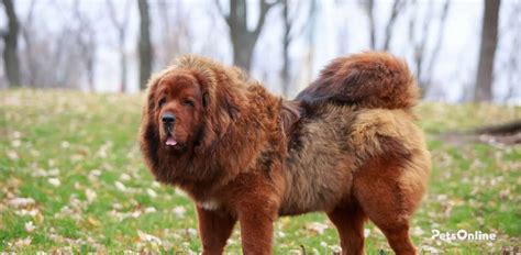 Tibetan Mastiff Breed Guide Perfect Pets