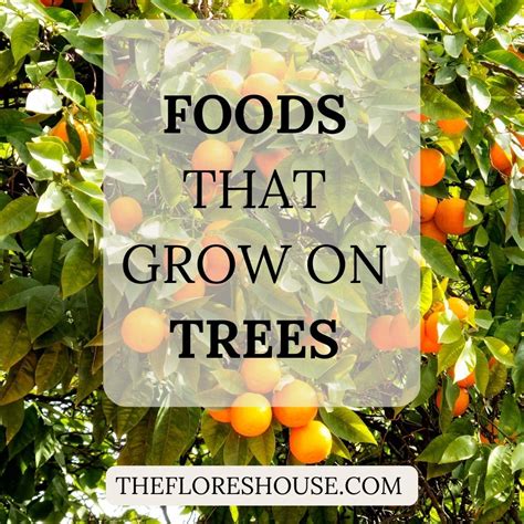 Tree Of Food