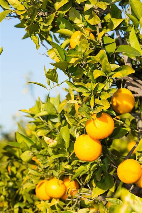 Valencia Orange Trees Stock Photo Image Of Field Leaves 48950402
