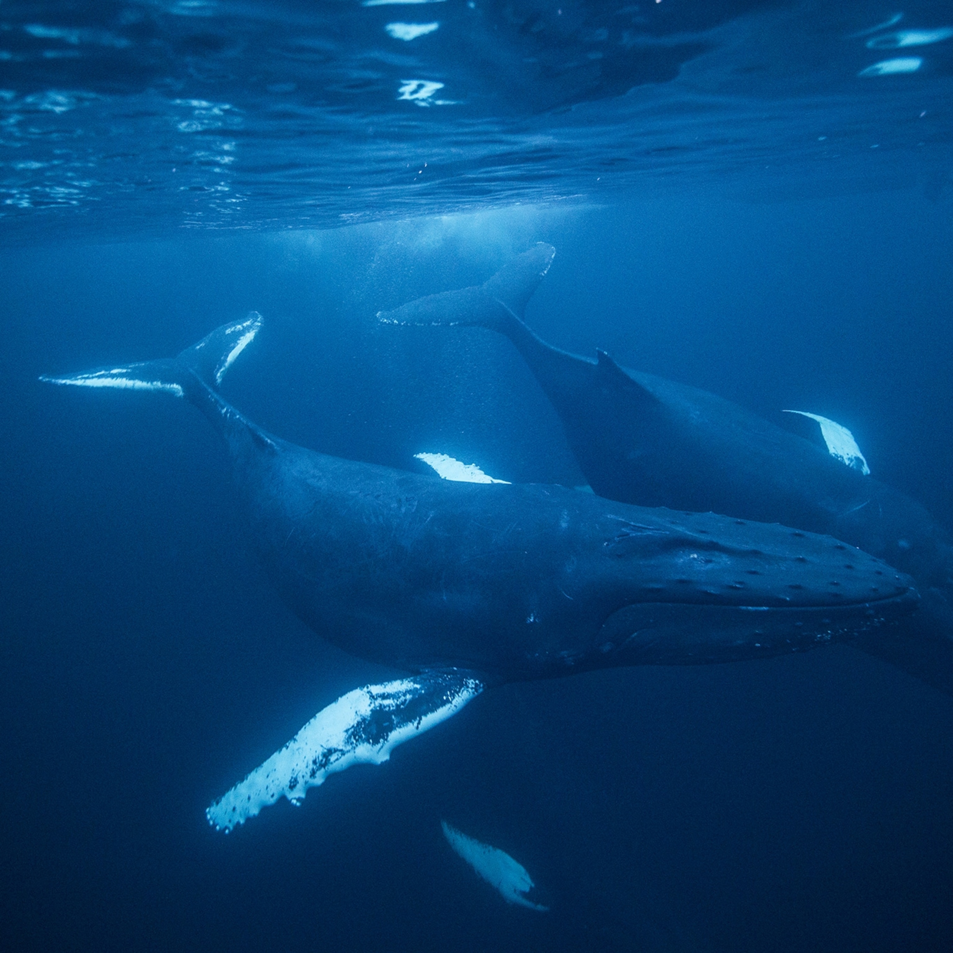 Whale House Santa Barbara: Ultimate Tour Guide