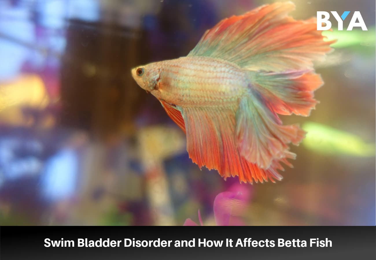 What Affects Average Life Of A Betta? Tips Inside