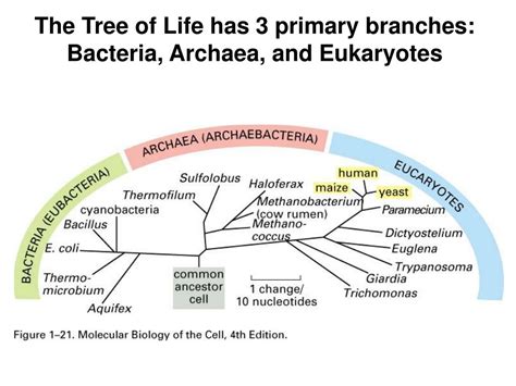 What Are Bacteria Archaea Eukaryotes? Simple Guide