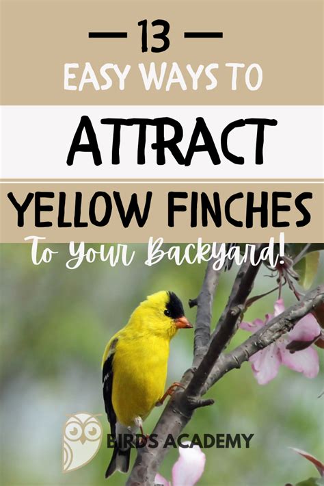 What Attracts Spice Finch Birds? Easy Tips