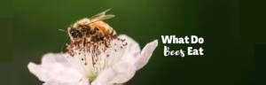 What Do Bees Eat Discover Their Secret Menu
