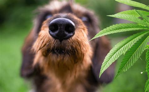 What If Dog Ate Weed? Emergency Care Tips