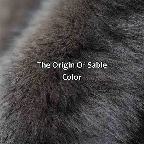 What Is A Sable