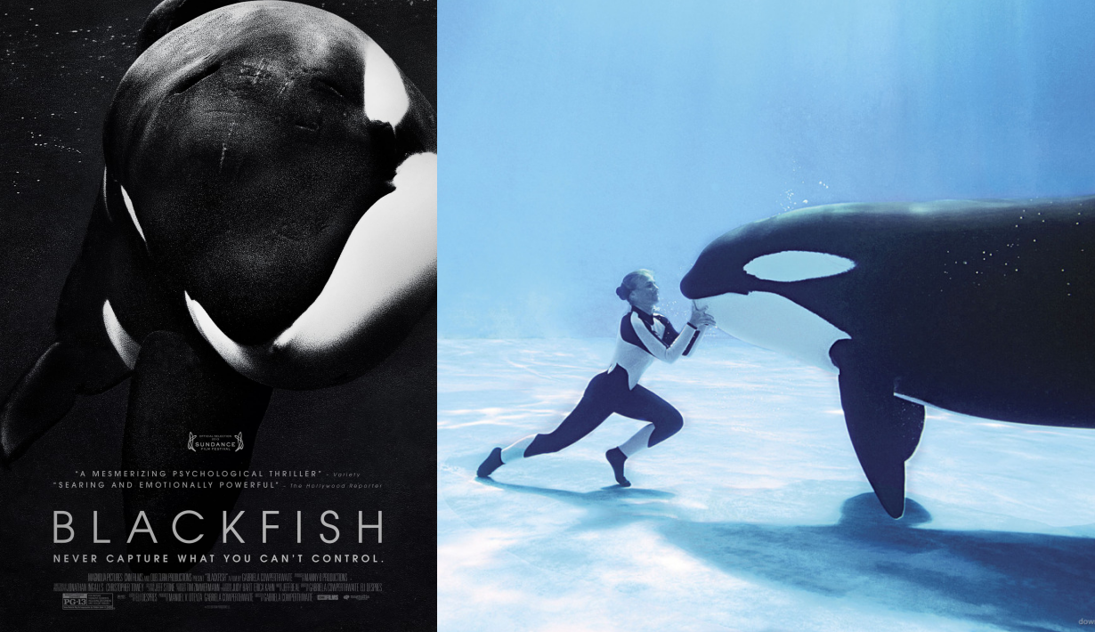What Is Blackfish Documentary? Exposing Truth