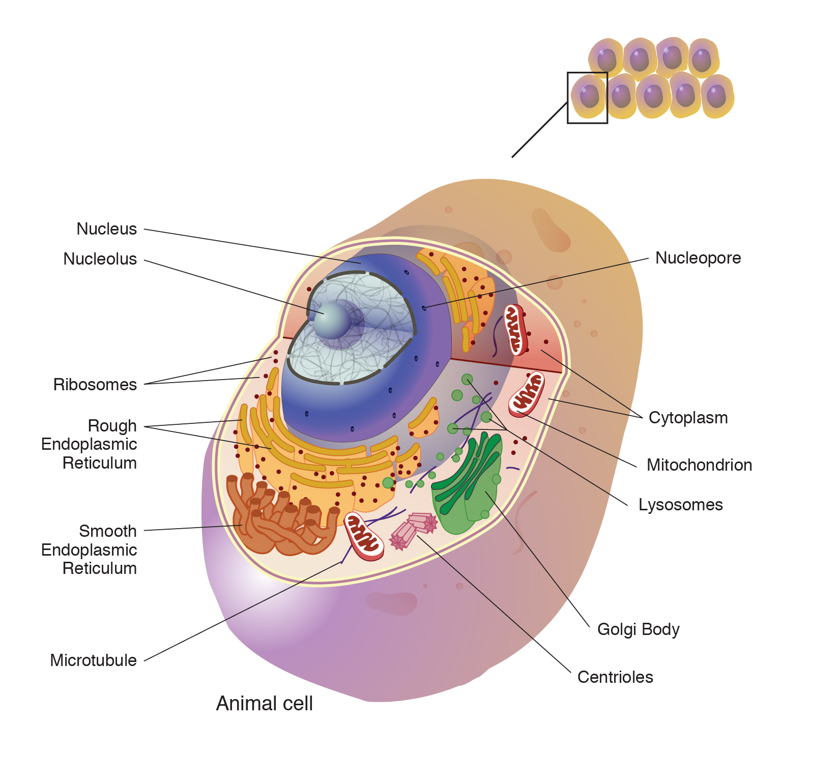 What Is Cell Theory? Simplified Definition