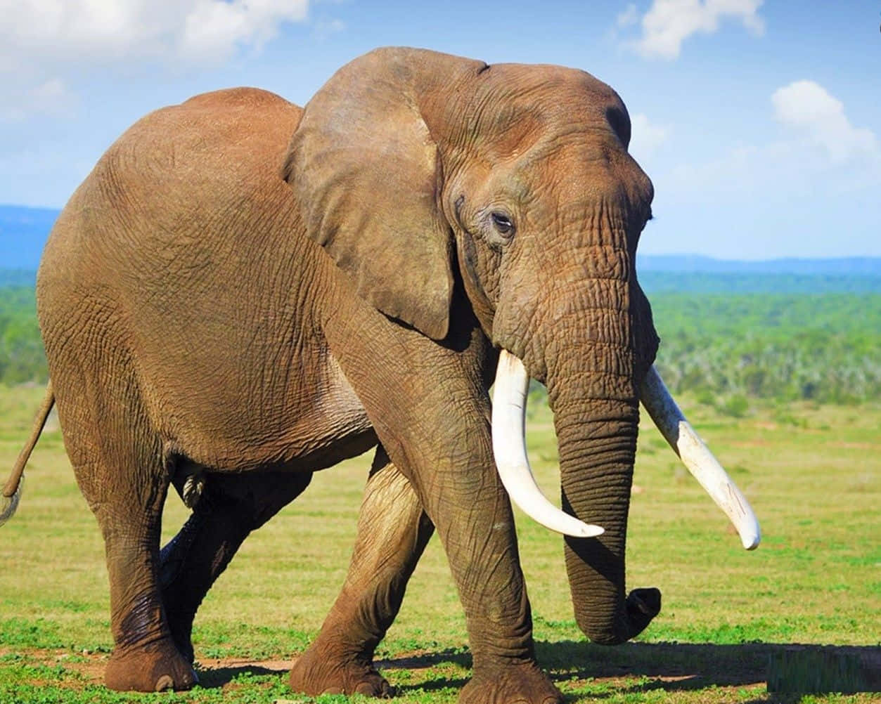 What Is Elephant Gestation? A 22Month Guide