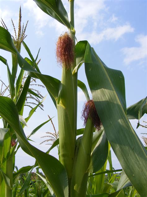 What Is Flor De Maiz? Your Guide