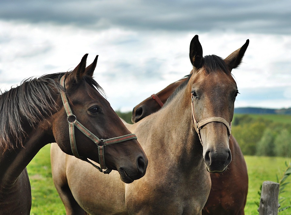 What Is Horse Shoe Art? Easy Diy Guide