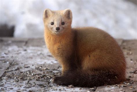 What Is Sable