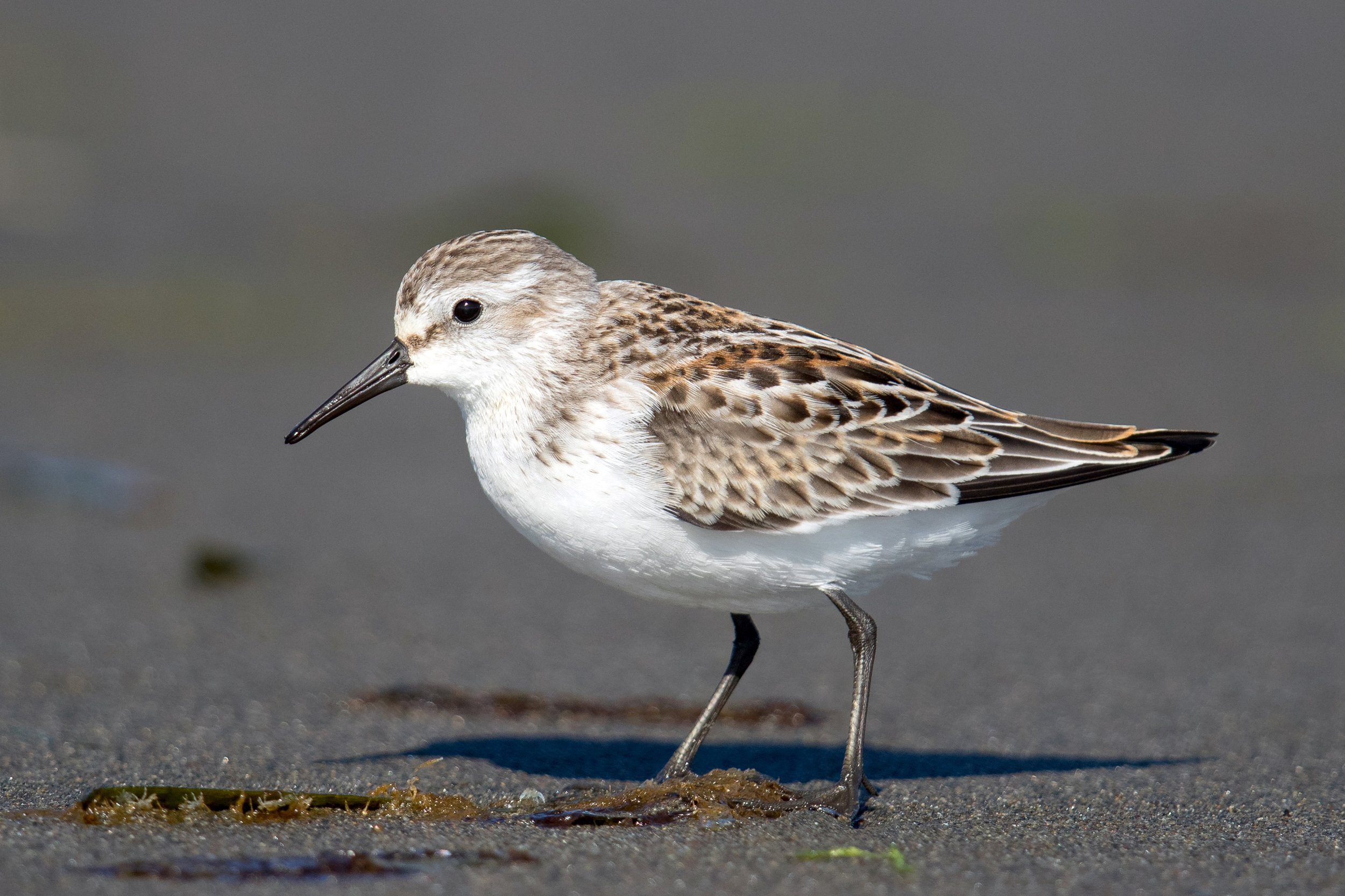 What Is Sandpiper Property Management? Expert Solutions