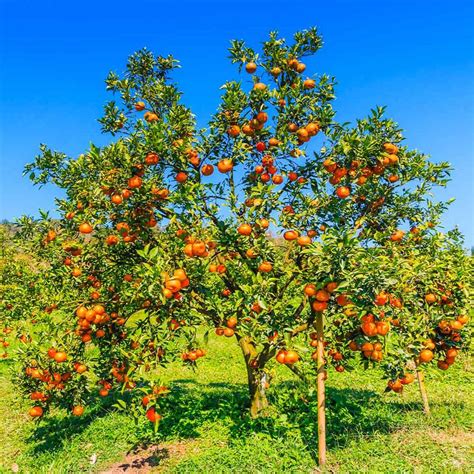 What Kills Valencia Orange Tree? Expert Care Tips