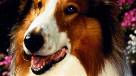 What Makes Best Dog Movie? Top Picks Inside
