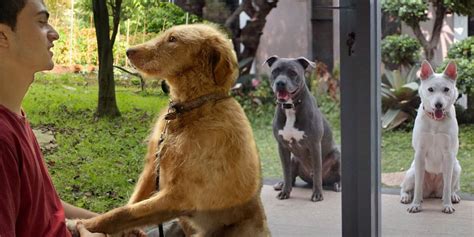 When Is Best Dog Movie Released? New Films Alert