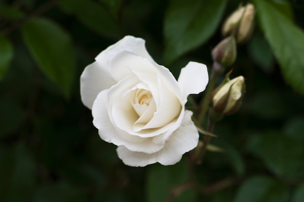 White Funeral Home Independence Obituaries