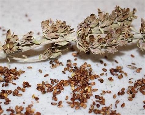 White Sage Seeds