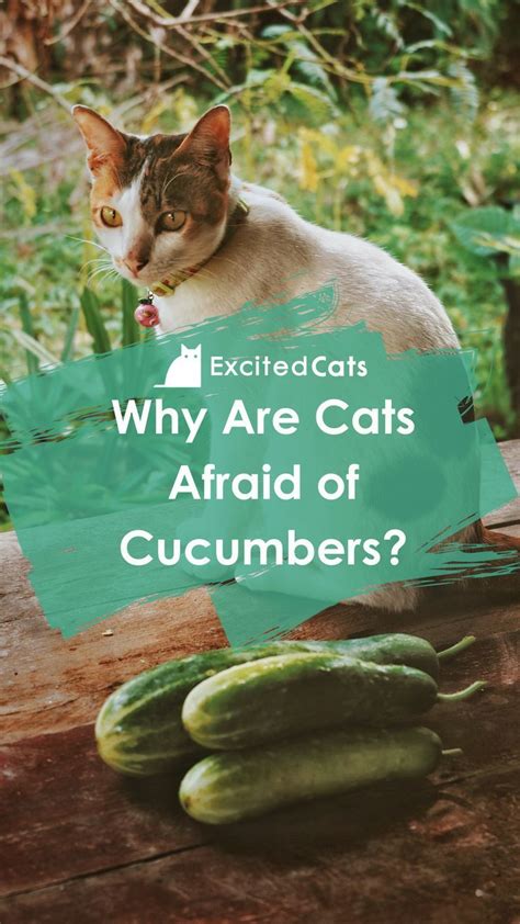 Why Are Cats Afraid Of Cucumbers? Simple Solutions