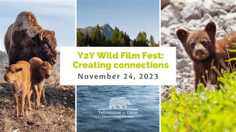 Wild Film Fest: Expert Insights